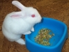 Rabbit5.jpg